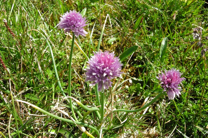 che aglio ? Allium schoenoprasum